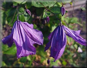 Clematis photograph