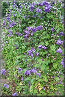 Clematis photograph