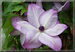 Clematis photograph