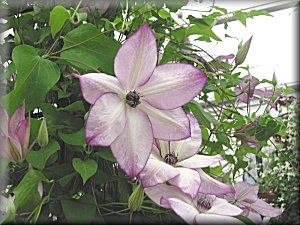 Clematis photograph