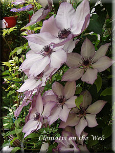 Clematis photograph