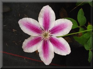 Clematis photograph