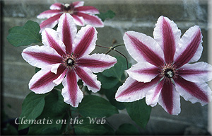 Clematis photograph