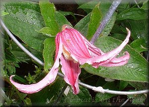 Clematis photograph