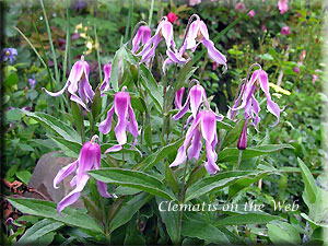 Clematis photograph