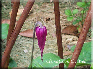 Clematis photograph