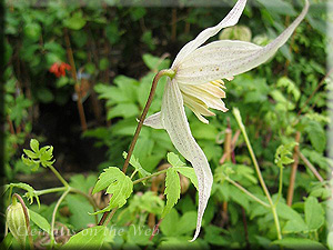 Clematis photograph