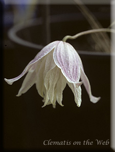 Clematis photograph