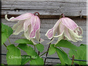 Clematis photograph