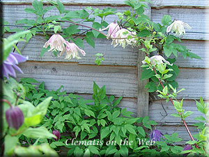 Clematis photograph