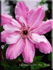 Clematis photograph