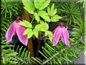 Clematis photograph