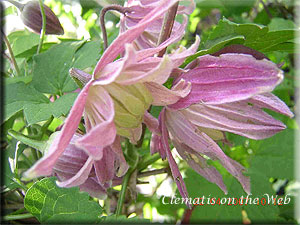 Clematis photograph