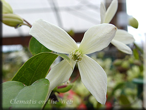 Clematis photograph