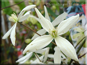 Clematis photograph