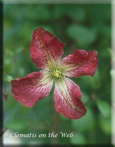 Clematis photograph