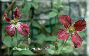 Clematis photograph