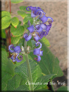 Clematis photograph