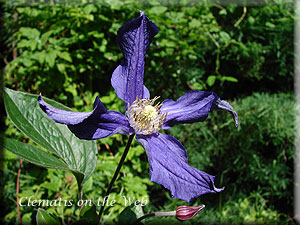 Clematis photograph