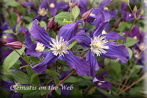 Clematis photograph