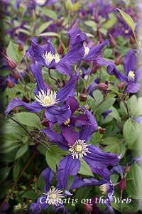 Clematis photograph