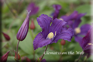 Clematis photograph