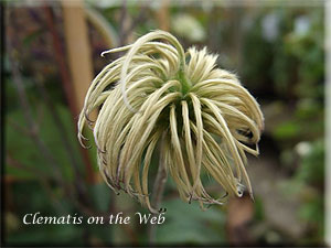 Clematis photograph