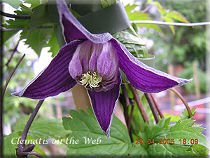 Clematis photograph