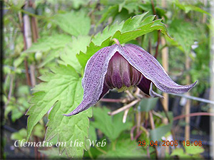 Clematis photograph