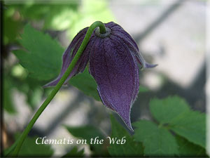 Clematis photograph