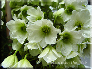 Clematis photograph