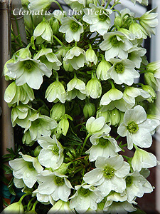 Clematis photograph