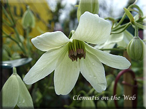 Clematis photograph