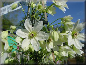 Clematis photograph