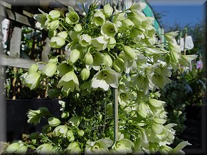 Clematis photograph