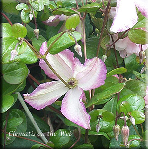 Clematis photograph