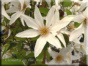 Clematis photograph