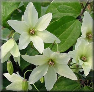 Clematis photograph