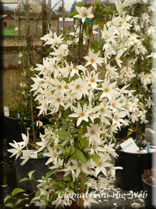 Clematis photograph