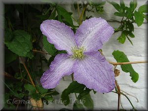 Clematis photograph