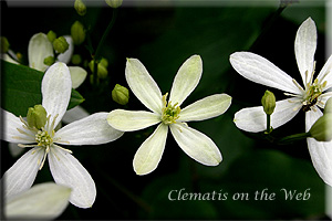 Clematis photograph