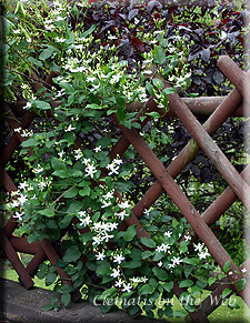 Clematis photograph