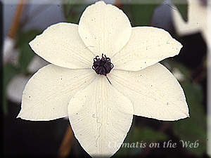 Clematis photograph