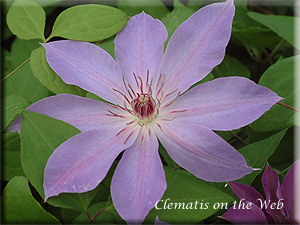 Clematis photograph