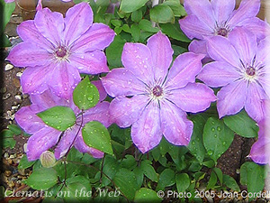 Clematis photograph