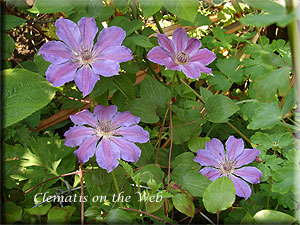 Clematis photograph