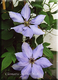 Clematis photograph