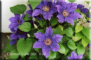 Clematis photograph