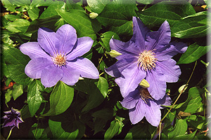 Clematis photograph