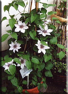 Clematis photograph